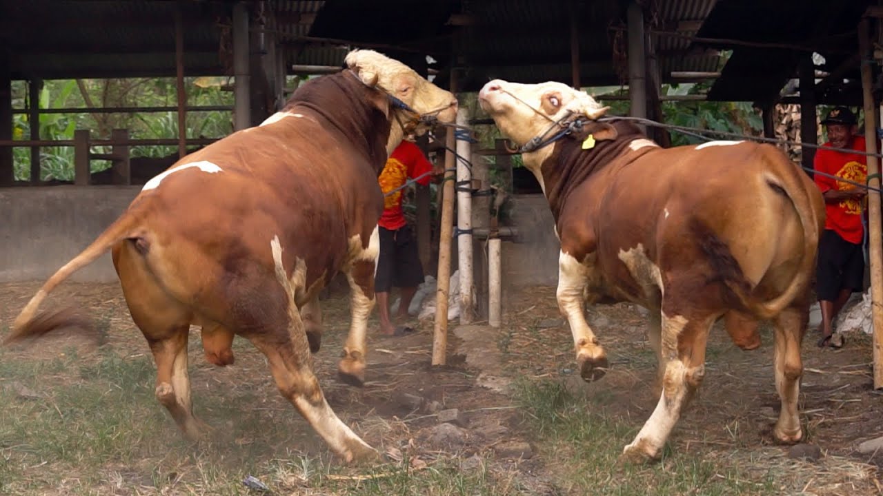 NGERI.. SAPINYA NG4MUK !! ADOPSI SAPI HADIAH ULANG TAHUN