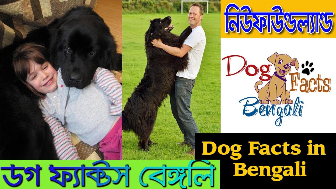 Newfoundland dog facts in Bangla | Giant Dog | Dog facts Bengali