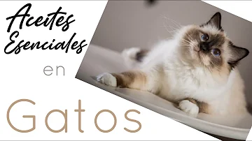 ¿Qué aceites esenciales son adecuados para los gatos?