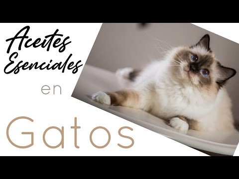 Video: ¿El aceite de eucalipto es seguro para los gatos?