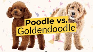Poodle vs. Goldendoodle 🐶 Dog Breed Comparison! 🔴