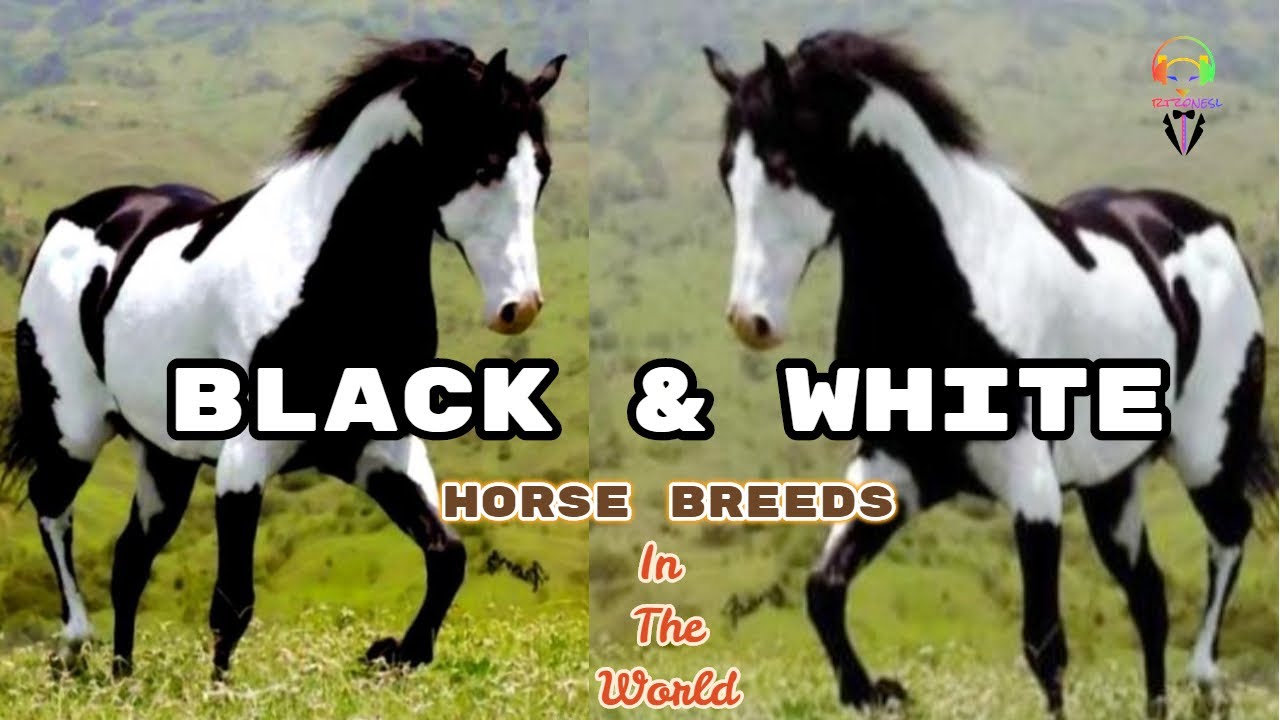 Black & White Horse Breeds In The World - Youtube