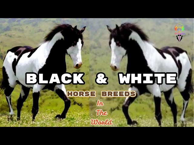 Black & White Horse Breeds In The World - Youtube