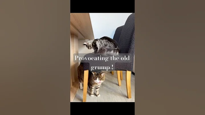 Video 11872051: maine coon cat baby, maine coon kitten, funny cat reaction, cat cute love