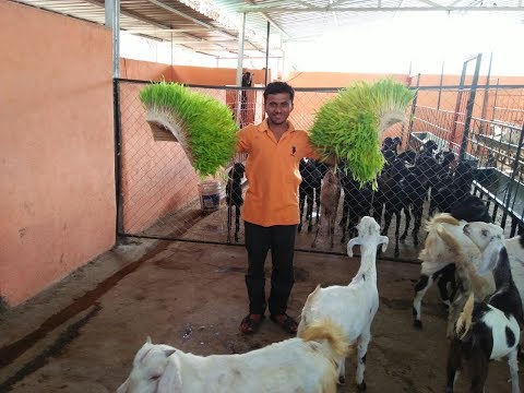 Hydroponic Answer With Vishal Mane हायड्रोपोनिक उत्तर विशाल माने सोबत.