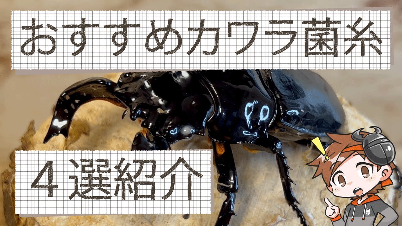 【タランドゥス幼虫飼育】僕がおススメするカワラ菌糸を紹介します。【クワガタ飼育】