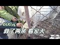 20201119—Dog Rescue in China人性的丑陋，六百元救了两个看家犬，狗狗的命运只能用钱衡吗Human ugliness: Two home watchdogs only cost