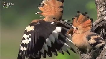 مقطع من ترتيل بديع من سورة النمل من فجريات الحرم ش.عبدالله عواد الجهني