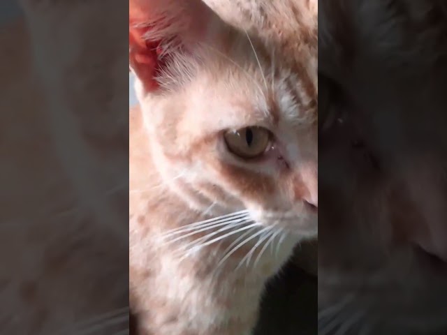 babe lagi santai #shortvideo #shortsfeed #shortsviral #shorts #shots #cat #kucinglucu #catlover class=