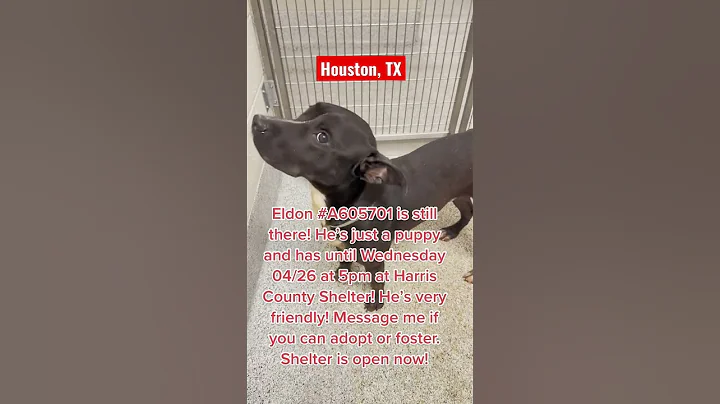 Help Needed Foster or Adopt This Precious Puppy in #houston #adoptme #shelterdog #urgent #rescuedog