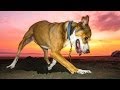 DOG EATS CRAB!