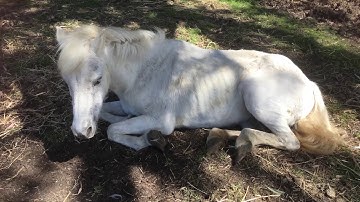 RSPCA vervolgt na inbeslagname van bejaarde pony met ernstige hoefbevangenheid