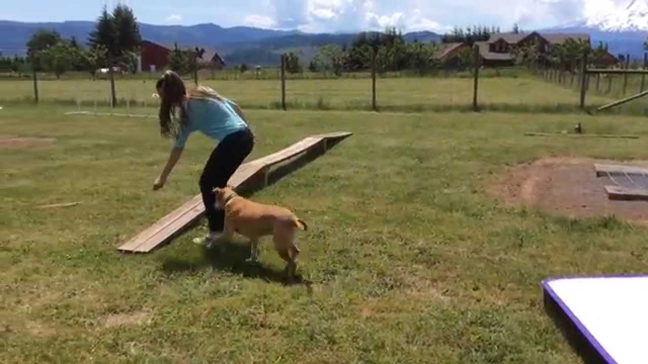 Breezy on my Homemade Dog Agility Course - YouTube