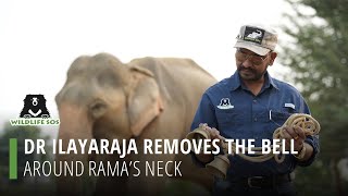 Dr Ilayaraja Removes Bell Around Rama's Neck