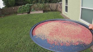 Grain of the GODS! How I Harvest Amaranth Grain!