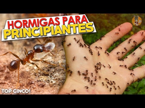 Video: Tipos de hormigas. El tipo más común de hormigas en Rusia. ¿Cuántas especies de hormigas hay en el mundo?