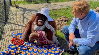 видео: Да, таких кадров Я НЕ ВИДЕЛА! Олег Зубков просит орангутана Дану дать ему клубничку, ВОТ ЭТО ВЗГЛЯД) картинка: Да, таких кадров Я НЕ ВИДЕЛА! Олег Зубков просит орангутана Дану дать ему клубничку, ВОТ ЭТО ВЗГЛЯД)