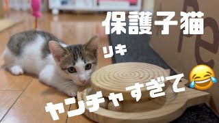 [保護子猫]里親希望者様が現れたのに心配で送り出せないリキがヤンチャすぎてどうしよう