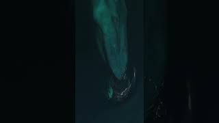 Largest Animal Blue Whale With Small Pws Dolphins