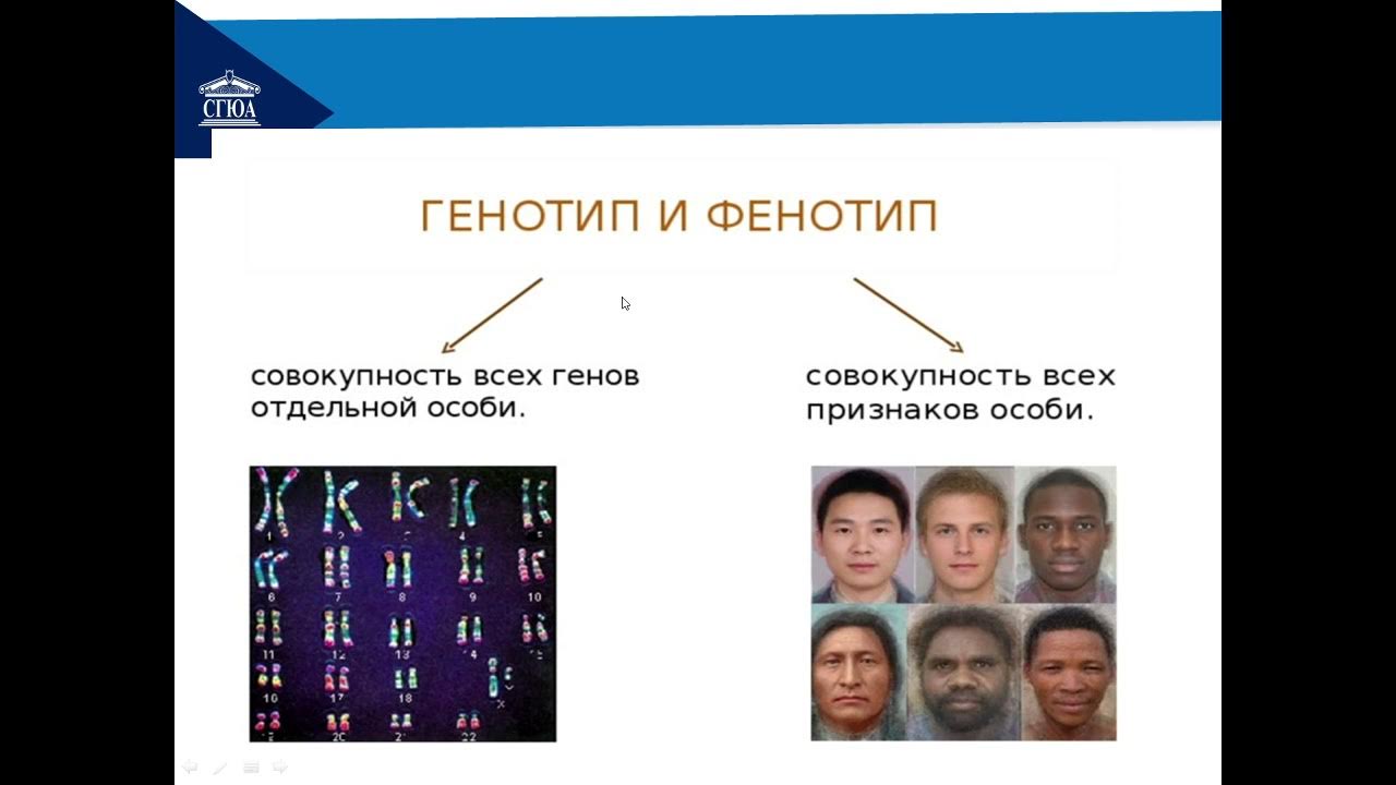 Генотип и фенотип 10 класс. Генотип и фенотип. понятие о генотипе и фенотипе. понятие о генотипе и фенотипе бактерий. промежуточный фенотип.