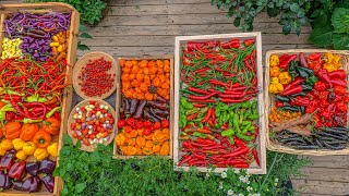How I grew peppers in a backyard garden with insane harvest and what we did to preserve them