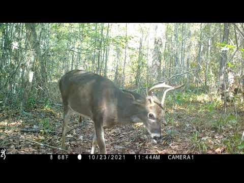 Trail Cam Video