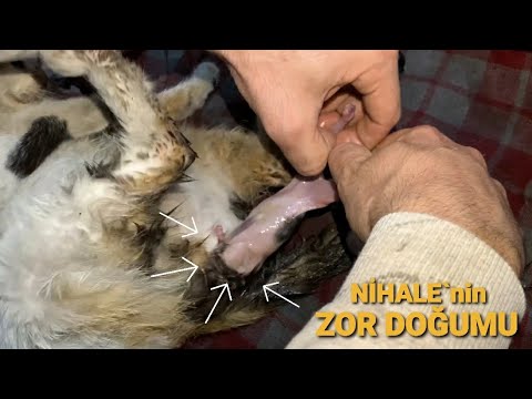 Video: Zor Doğum Yapan Bir Kediye Nasıl Yardım Edilir