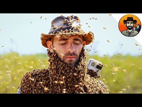 Вопрос: Может ли пчела ужалить пчелу?