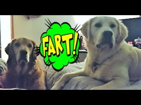 funny-golden-retriever-puppy-dogs-reaction-to-farts!