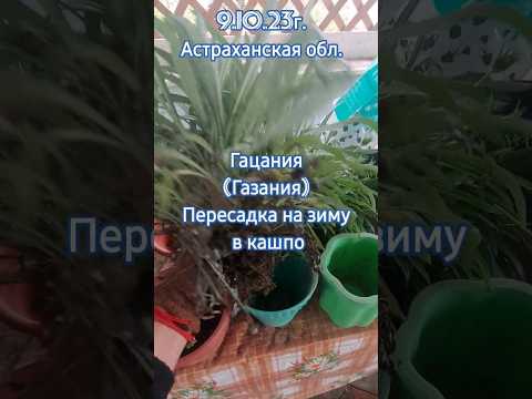 Как сохранить Гацанию