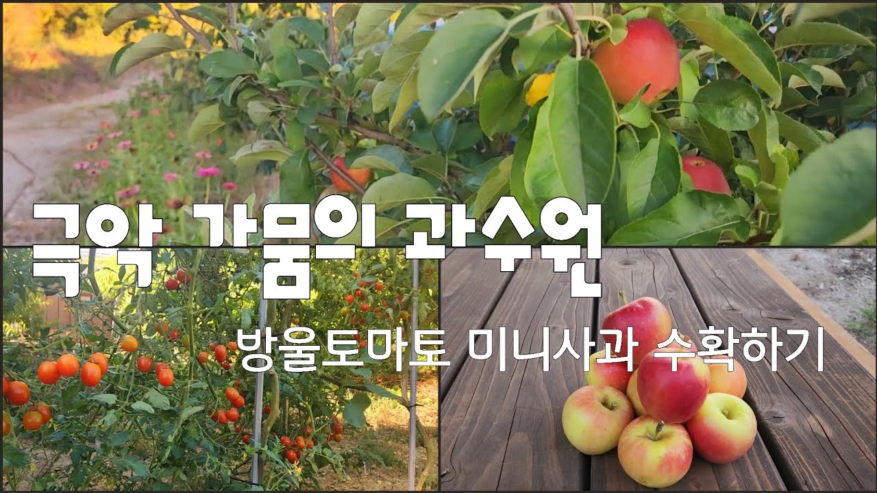 미니사과, 방울토마토 수확(극악 가뭄속 과수원)
