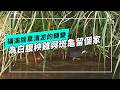 磺溪共生記｜為白腹秧雞和斑龜留下家(公視我們的島 第1360集 2026-06-01)