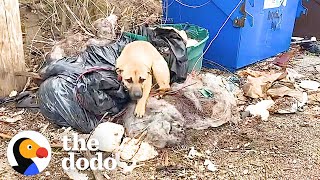 Dog Rescued From A Dumpster | The Dodo Foster Diaries