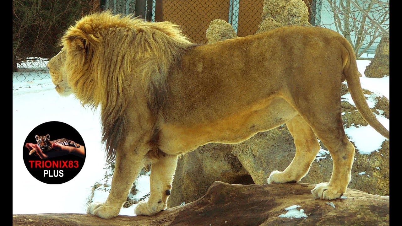 El leon mas grande del mundo
