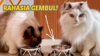 CARA BIKIN KUCING JADI GEMBUL PAKE RAW FOOD