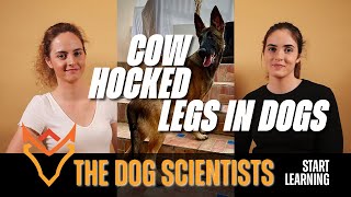 CowHocked Legs in Dogs: Causes, Treatments, Exercises, Foods, and Supplements