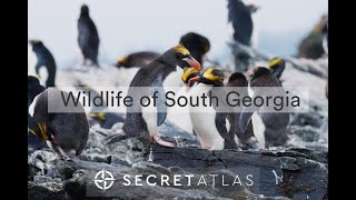 Take in South Georgia Wildlife on a South Georgia Explorer Micro Cruise