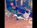 Growing flock