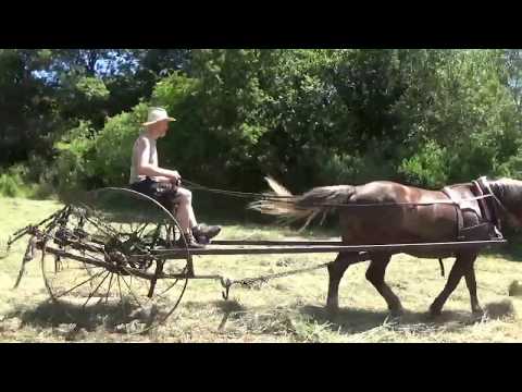 Video: Maliari Jaskýň Starých Koní Boli Realisti