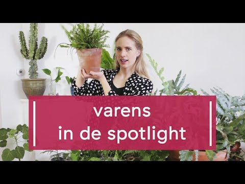 Video: Hoe een varen broedt. Hoe de varens van de Vyatka-bossen zich voortplanten