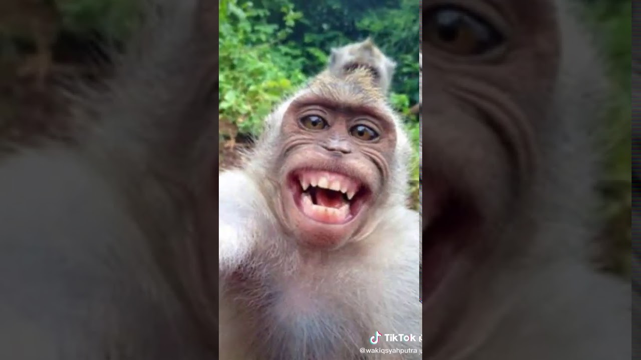 Monyet tertawa ikutan YouTube