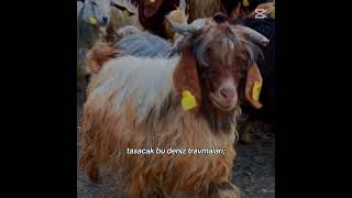 Sarkıda Dahilşacakbudeniz