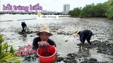 ba hưng csb / bắt trùng biển tại đảo hoang khi thủy triều vừa rút hôm nay anh em cũng khắm khá....