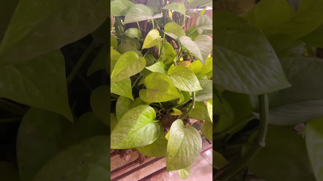 Rice water for money plants🌱 