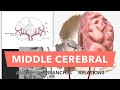 Middle Cerebral Artery - Anatomy, Branches & Relations