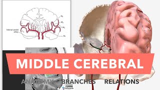 Middle Cerebral Artery - Anatomy, Branches & Relations