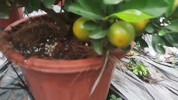 Quất tết 2023 vườn chậu nhựa 700 cây giá đẹp ♧LH 0986 918 368 .