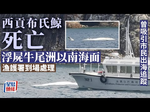 西貢鯨魚｜布氏鯨死亡 浮屍牛尾洲以南海面 西貢｜牛尾洲｜鯨魚｜布氏鯨｜浮屍｜漁護署｜星島頭條｜港聞