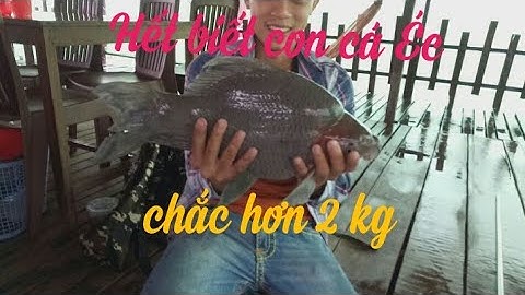 Câu cá sông Hậu Cần Thơ. Trời bão anh Lý lên cá Éc mọi khủng Video 25