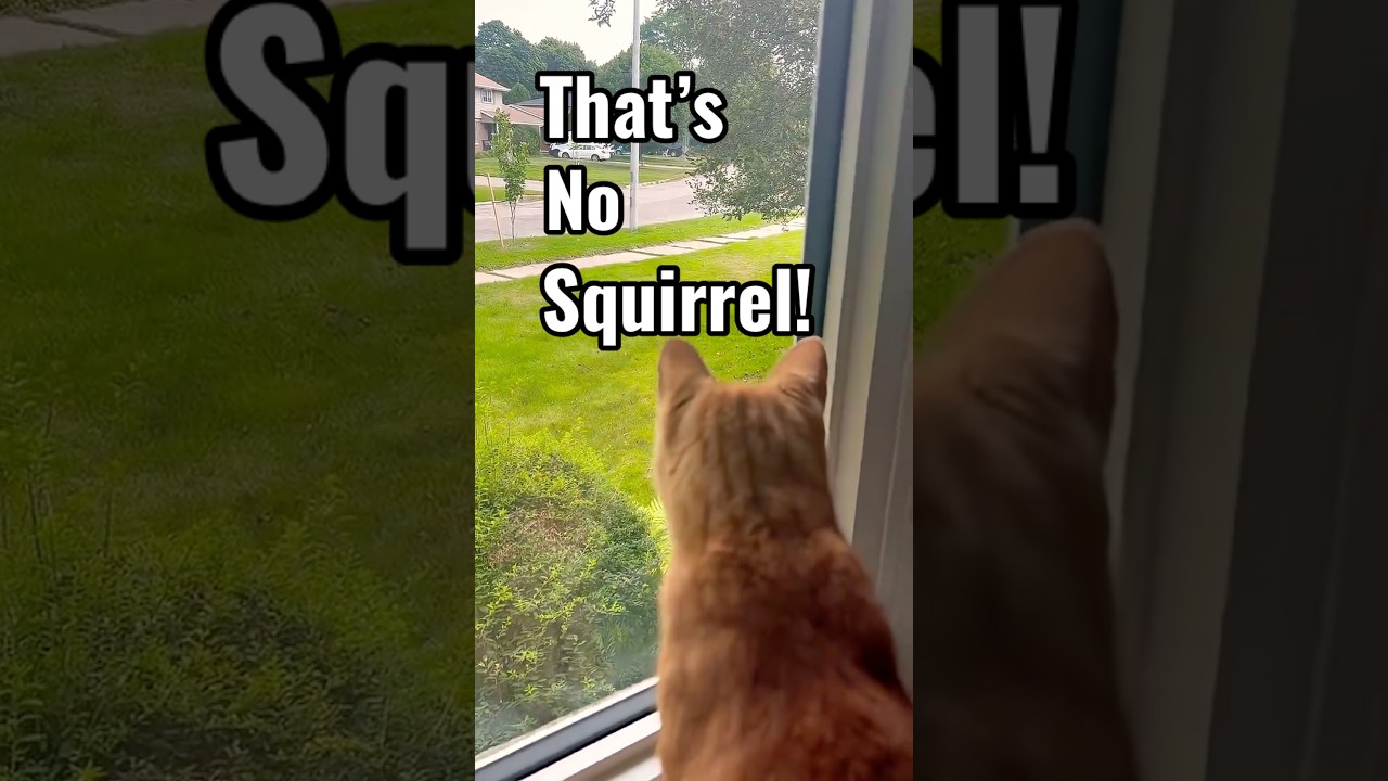 Surprise visitor for Cruz the Cat